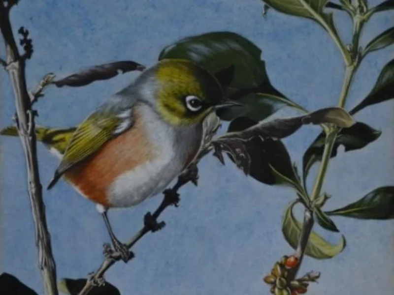 1877-Annie Elizabeth Kelly - Studi sugli uccelli
